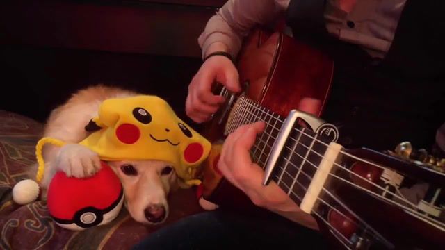 Pokemon theme trench and maple, pokemon, dog, guitar, theme, tab, cute, doggo, song, tench, maple, acoustic, animals pets.