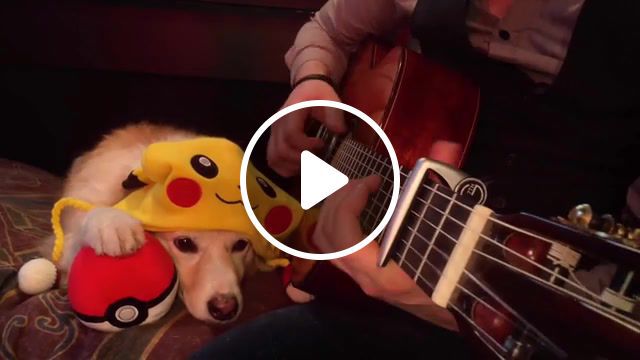 Pokemon theme trench and maple, pokemon, dog, guitar, theme, tab, cute, doggo, song, tench, maple, acoustic, animals pets. #0