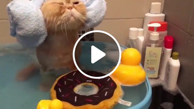 Princess leia takes a bath, rubber ducky, rubber duck, ears, bath, clean, cat, towel, cat takes a bath, interesting, odd news, funny pictures, best, popular, vines, vine, youtube, viral, flicks, picks, daily, daily picks, dailypicksandflicks, animals pets. #0