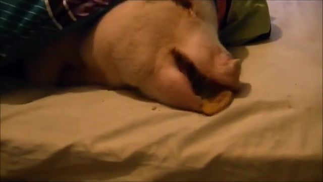 Sleeping pig wakes up for a cookie, phoebecookielong, animals pets.
