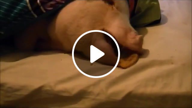 Sleeping pig wakes up for a cookie, phoebecookielong, animals pets. #0