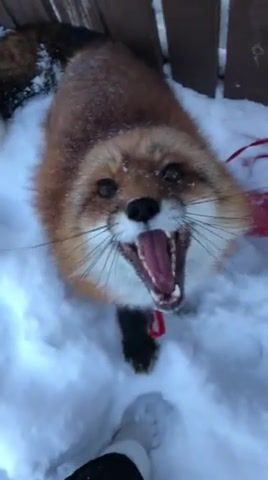 Snow Fox, Fox, Animals Pets