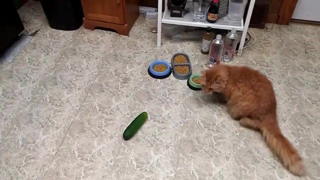 Cat scaring Cucumbers, Funny, Animal, Cat, Cucumber, Cucumbers, Cats, Funny Cats, Cucumber Scaring Cats