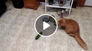 Cat scaring Cucumbers