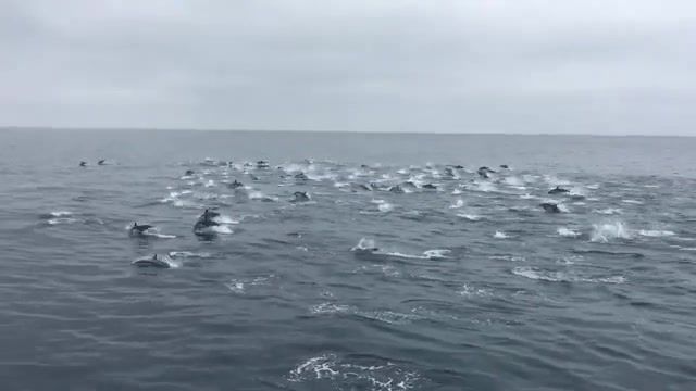 A flock of dolphins