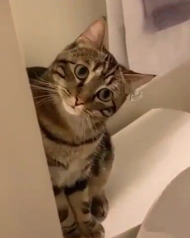 Are you okay - Video & GIFs | cat,cute,shower,watching,eyes,imgur,watching me,kitty,music,animal,animals pets