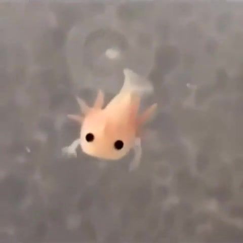 Baby axolotl swimming, Fish, Animals, Cool, Fun, Love, Wow, Super, Amazing, Awsome, Wonder, Small, Hands, Ocean, Life, Moon, Monalisa, Ishtar, Now, Rare, Great, See, Extraordinary, Marvel, Smile, Like, Share, Dream, Be, On, Top, Good, Vibes, Animals Pets