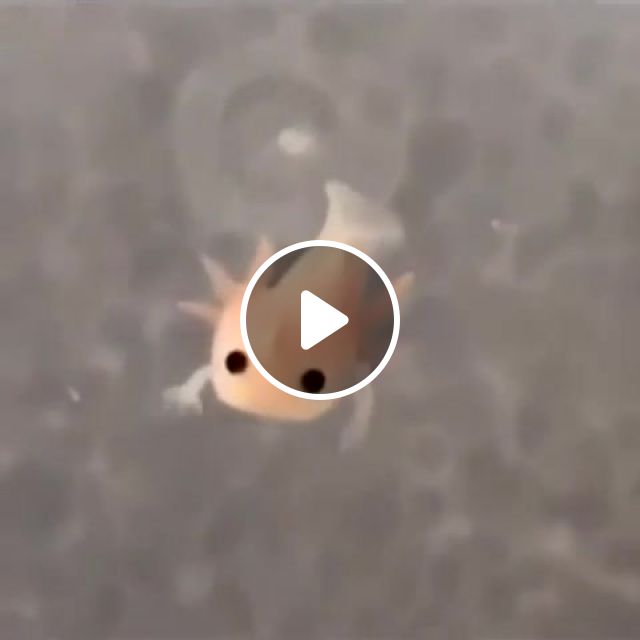 Baby axolotl swimming, Fish, Animals, Cool, Fun, Love, Wow, Super, Amazing, Awsome, Wonder, Small, Hands, Ocean, Life, Moon, Monalisa, Ishtar, Now, Rare, Great, See, Extraordinary, Marvel, Smile, Like, Share, Dream, Be, On, Top, Good, Vibes, Animals Pets