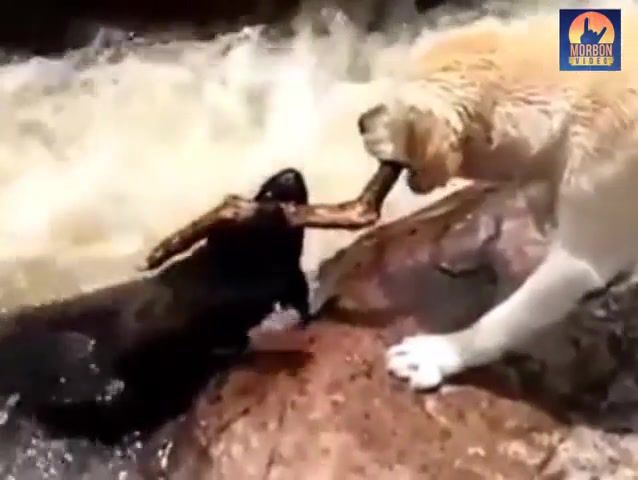 Brave dog saves his pal, dog, animals pets.