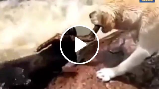 Brave dog saves his pal, Dog, Animals Pets