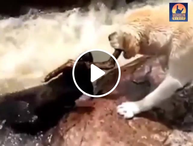 Brave dog saves his pal, Dog, Animals Pets
