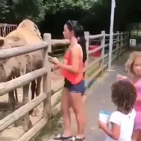 Camels rock, to be continued meme, camel, quickhits, funny, animals pets.