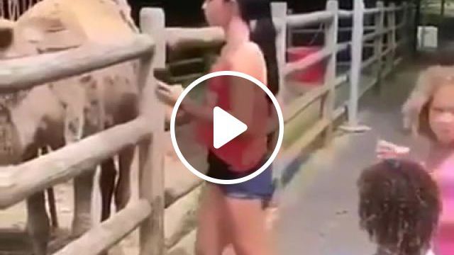 Camels Rock, To Be Continued Meme, Camel, Quickhits, Funny, Animals Pets