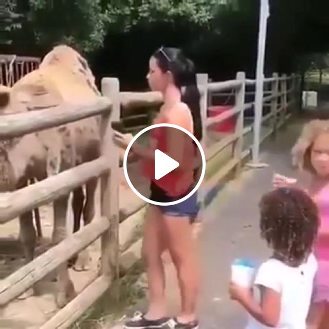 Camels Rock, To Be Continued Meme, Camel, Quickhits, Funny, Animals Pets