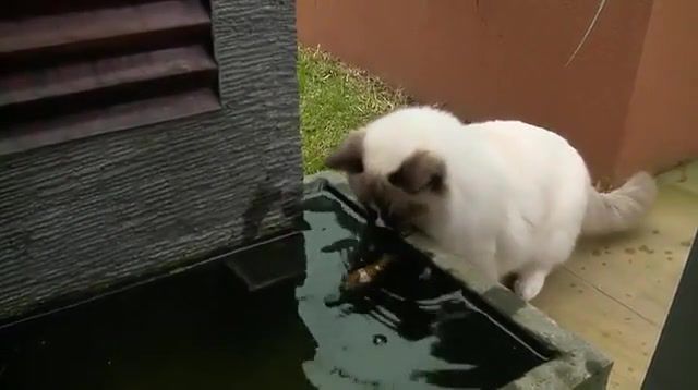 Cat helps out his fishy friend, animals pets.
