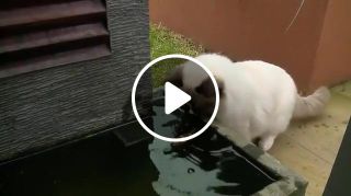 Cat helps out his fishy friend