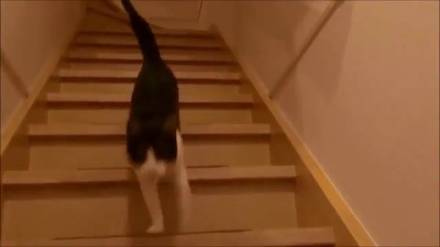 Cats meet their owners after long time