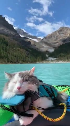 Chill out, chill, relax, boat, mountains, cat, animals pets.