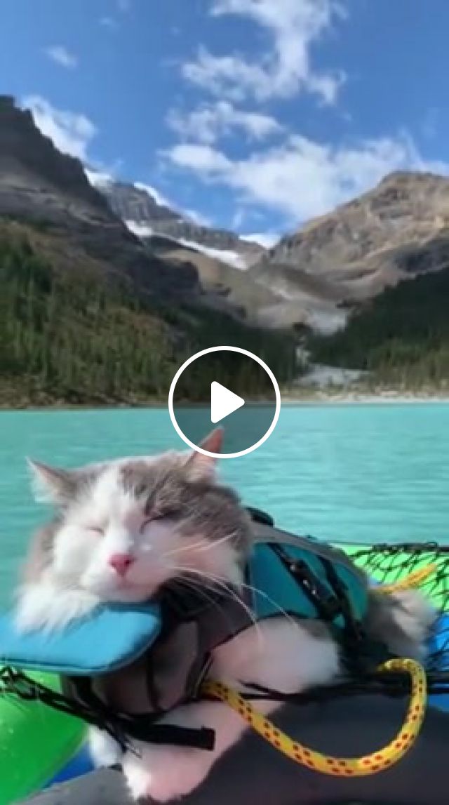 Chill out, Chill, Relax, Boat, Mountains, Cat, Animals Pets