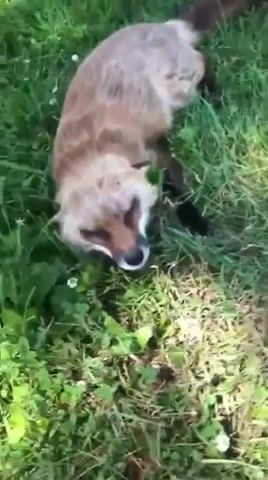 Cute fox showing his home, fox, cute, animal, cutefox, animals pets.