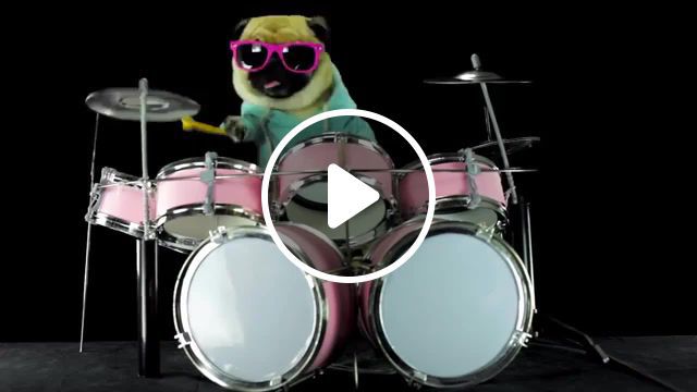 Dog playing metallica enter sandman drum cover, animals pets. #0