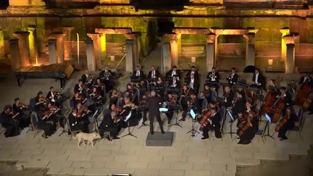 Doggy orchestra, Animals Pets