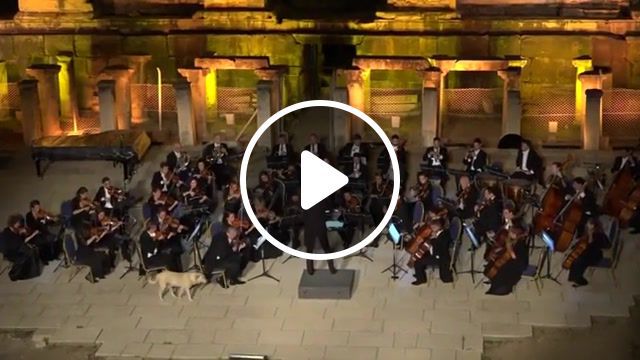 Doggy orchestra, Animals Pets