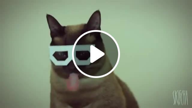 Fast kittty, Stereo, Cat, Awesome, Gles, Dancing, Mustache, Funny, Clip, General Levy, Animals Pets
