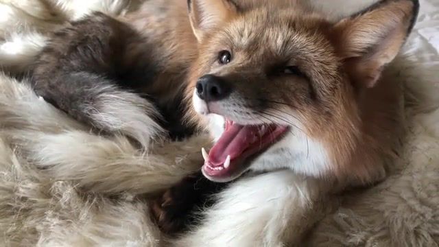 Fox - Video & GIFs | fox,animals pets