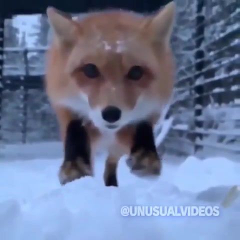 Fox, Fox, Animals Pets