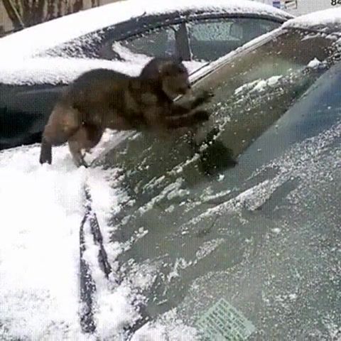 I Do Not Understand. I Do Not Understand. Car. Winter. Cat. Animals Pets.