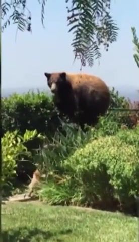 Intruder. Intruder. Bear Wandered Into The Wrong California Backyard. Blackbear. Scared Away. A Couple Of Pint Sized Dogs. Terrier Power. Animals Pets.