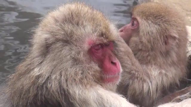 Japan Snow Monkeys Really Enjoy Hot Springs, World, Wonderful, Life, Happy, Animal, Nagano, Springs, Hot, Onsen, Monkey, Snow, Japan, Animals Pets