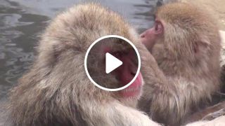 Japan snow monkeys really enjoy hot springs