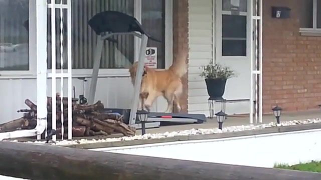 Just a Dog - Video & GIFs | dog,treadmill funny,running,doggo,treadmill,funny,push it to the limit,scarface,animals pets