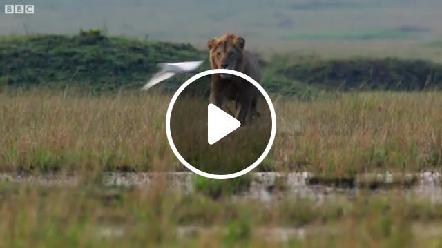 Lion Brothers, Lion Vs Hyenas, The Lion King, Lion Attacked By Hyenas, Brother Lion, Tatu The Lion, David Attenborough, Dynasties Lion, Dynasties, Red The Lion, Bbc Earth, Bbcearth, Bbc, Bbc Documentary, Animals Pets
