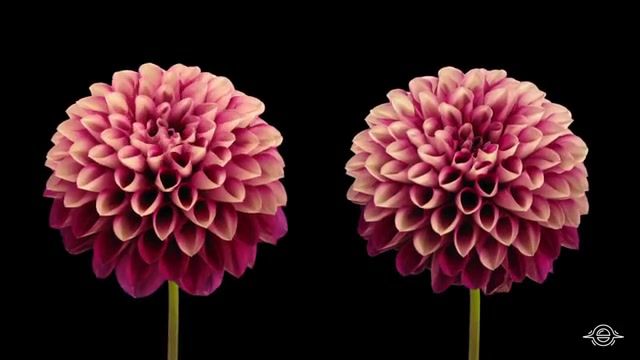 Lotus flower song by kate targan, inspirational, dahlia, timelapse, flowers blooming, timelapse photography, flowers, flower, nature, green, dahlias, flowers timelapse, inspiration, wow, earth, amazing, music, original song, nature travel.