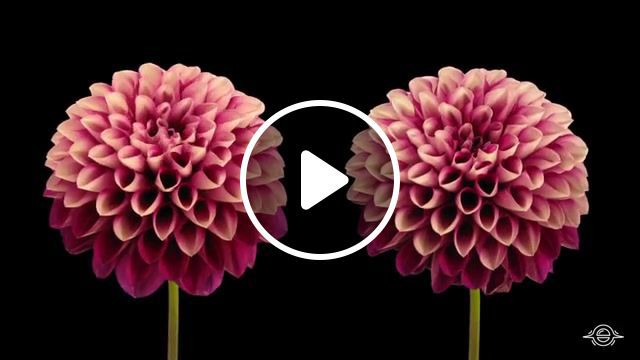 Lotus Flower song by Kate Targan, Inspirational, Dahlia, Timelapse, Flowers Blooming, Timelapse Photography, Flowers, Flower, Nature, Green, Dahlias, Flowers Timelapse, Inspiration, Wow, Earth, Amazing, Music, Original Song, Nature Travel