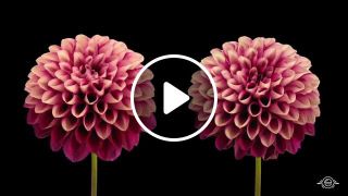 Lotus flower song by kate targan