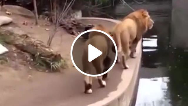 Magnificent creatures, Lions, Goofy, Funny Lions, Fun, Animals Pets