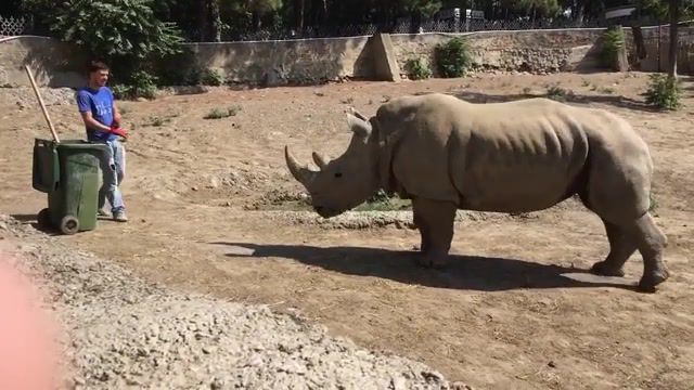 Man VS Rhino. Animals. Wildlife. Zoo. Fight. Brutal. Georgia. Tbilisi. Animals Pets.