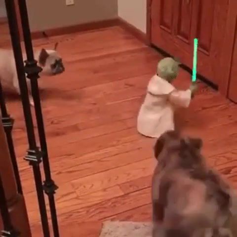 Master Yoda VS Dark Side DOGS