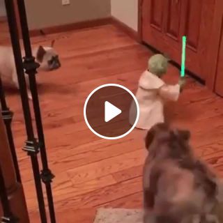 Master Yoda VS Dark Side DOGS