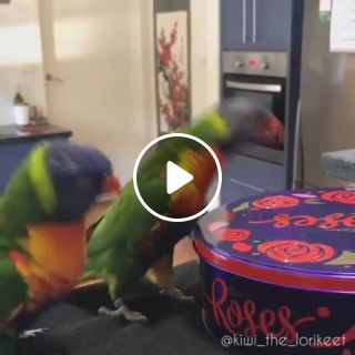 Party parrot