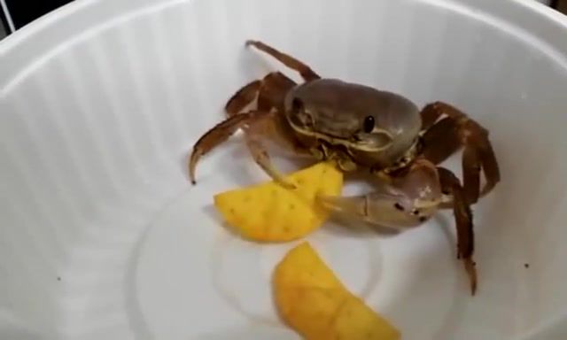 Pet crab eating chips - Video & GIFs | lol,crab,eating,chips,animals pets