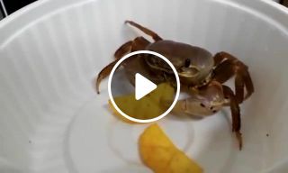 Pet crab eating chips