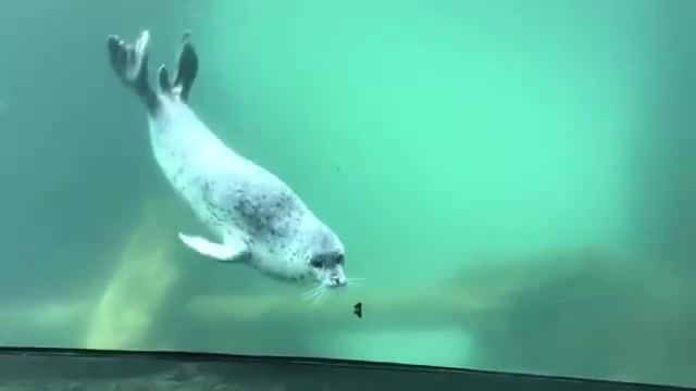 Pickup Master - Video & GIFs | seal,butterfly,love,sea,ocean,aqua,nature,wildlife,zoo,animals,cat,come my lady,crazytown,pickup,master,animals pets