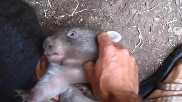 Playing with Baby Wombats, Wildlife, Wild About Wildlife, Baby, Funny, Cute, Playing, Babies, Australia, Victoria, Wombat, Baby Wombats, Animals Pets