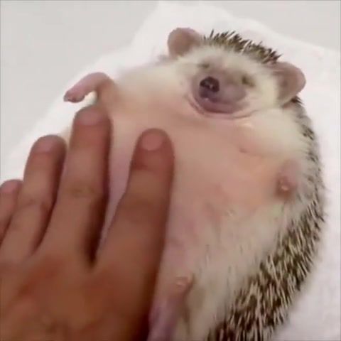 Relax, Relax, Hedgehogs, Hedgehog, Lazy, Funny Animals, Animal, Funny, Take It Easy, Animals Pets