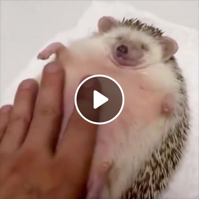 Relax, Relax, Hedgehogs, Hedgehog, Lazy, Funny Animals, Animal, Funny, Take It Easy, Animals Pets